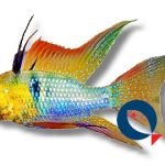 Papiliochromis ramirezi | long fin | 3 - 3,5 cm