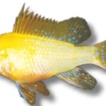 Papiliochromis ramirezi | gold | 3,5 - 3,8 cm