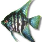 Pterophyllum scalare | zebra smoke | 3 - 3,5 cm