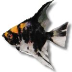 Pterophyllum scalare | yellowhead | XXL (>7.5cm)
