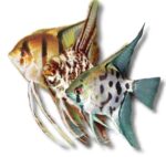 Pterophyllum scalare | koi | XXL (>7,5 cm)