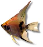 Pterophyllum scalare | koi | XXL (>7,5 cm) - Image 2