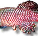 Nothobranchius | palmqvisti | 2,5 - 4 cm