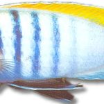 Cynotilapia | afra yellow | XL