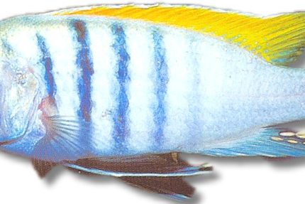 Cynotilapia | afra yellow | XL