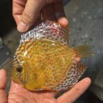 Symphysodon | leopard | XL selection HQ