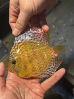 Symphysodon | leopard | XL selection HQ