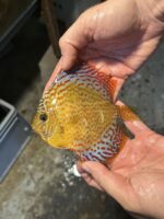 Symphysodon | leopard | XL selection HQ - Image 2