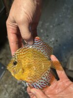 Symphysodon | leopard | XL selection HQ - Image 3