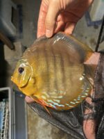 Symphysodon | Red Alenqer | 12cm  (15cm) - Image 2