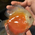 Symphysodon | Red Valentine | 10cm  (12,5cm)