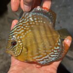 Symphysodon | Red Alenqer | 10cm  (12,5cm)