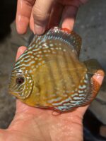 Symphysodon | Red Alenqer | 10cm  (12,5cm)