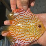 Symphysodon | Pigeon Checkerboard | XL selection HQ