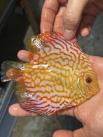 Symphysodon | Pigeon Checkerboard | XL selection HQ - Image 2