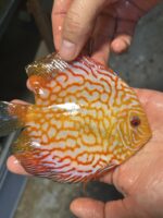 Symphysodon | Pigeon Checkerboard | XL selection HQ - Image 3
