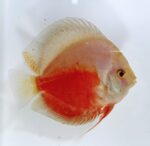 Symphysodon | Red Valentine | 10cm  (12,5cm) - Image 4