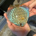 Symphysodon | Brilliant Turquoise | 10cm  (12,5cm)