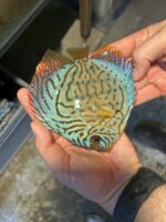 Symphysodon | Brilliant Turquoise | 10cm  (12,5cm)