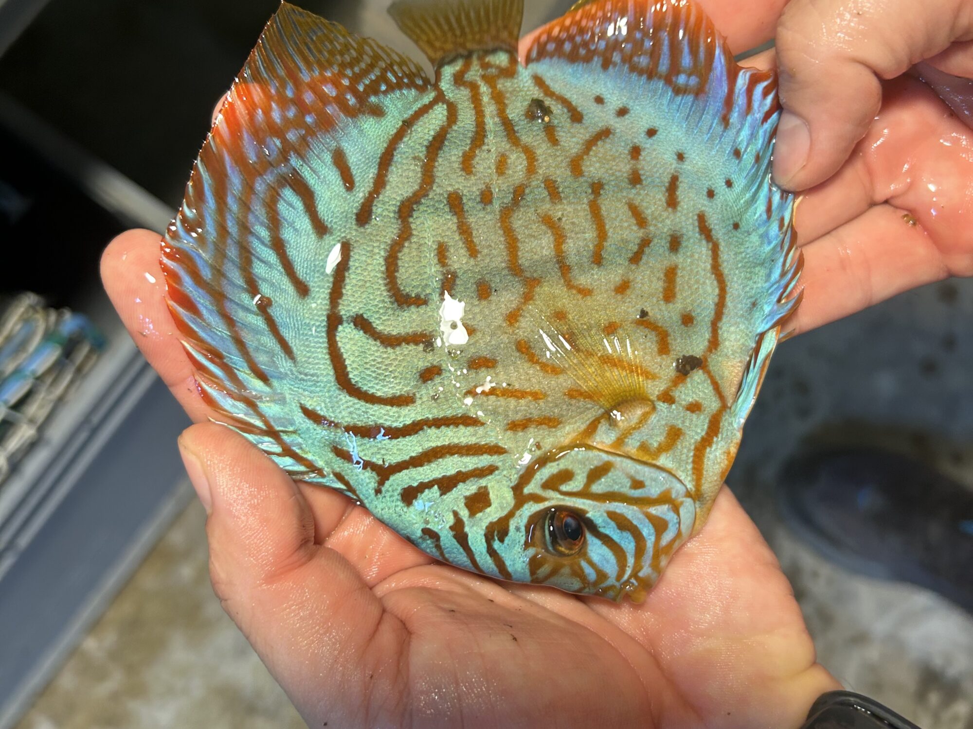 Symphysodon | Brilliant Turquoise | 10cm  (12,5cm)