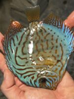 Symphysodon | Brilliant Turquoise | 10cm  (12,5cm) - Image 2