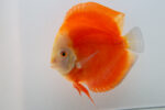 Symphysodon | leopard | 11cm  (14cm) - Image 3
