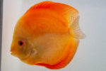 Symphysodon | Red Melon | 11cm (14cm) - Image 2