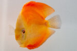 Symphysodon | Red Melon | 11cm (14cm)