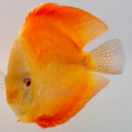 Symphysodon | Red Melon | 11cm (14cm)