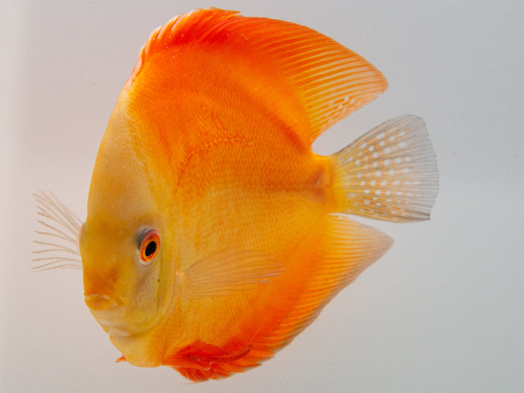 Symphysodon | Red Melon | 11cm (14cm)